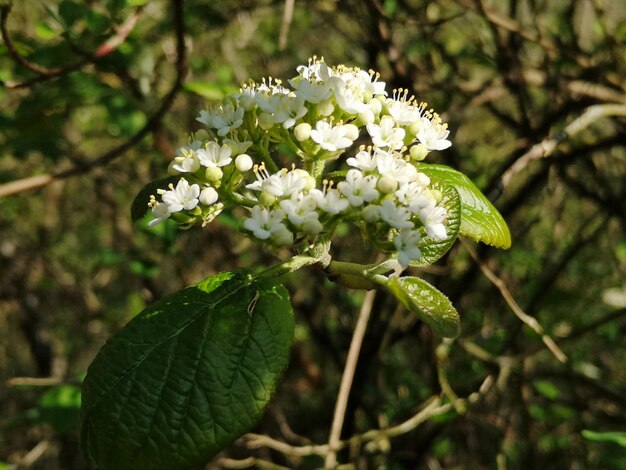 Foto prossimo piano di una pianta a fiori bianchi