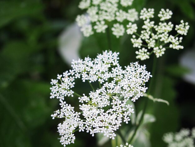 Photo close-up of white flowering plant