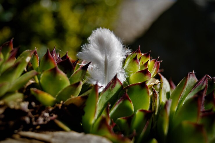 Photo close-up of white flowering plant