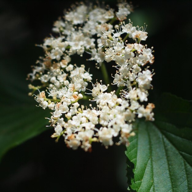 Foto prossimo piano di una pianta a fiori bianchi