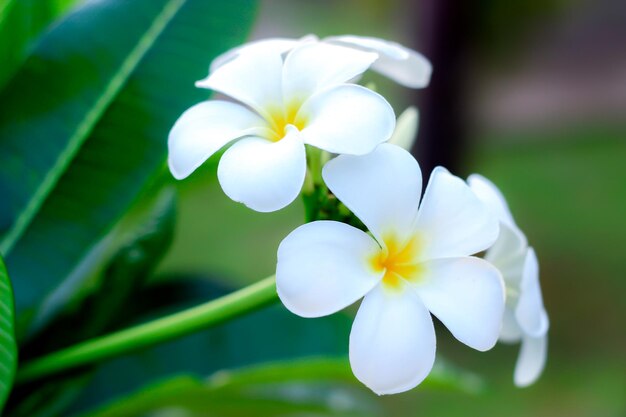 Close-up of white flowering plant