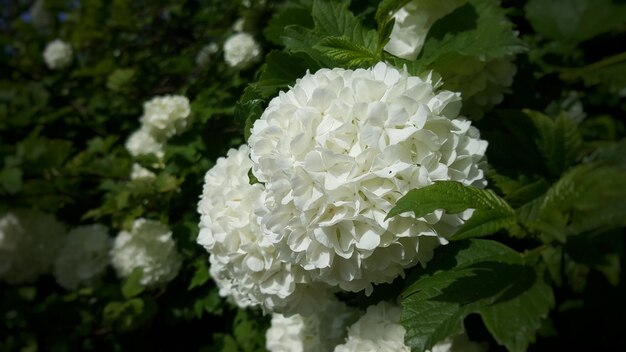 白い花の植物のクローズアップ