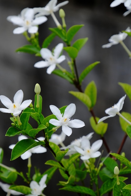 Foto prossimo piano di una pianta a fiori bianchi