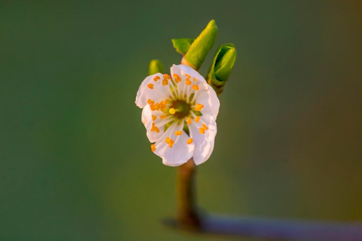 Photo 白色開花植物的近距離拍攝