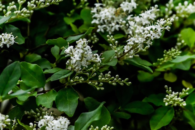 Foto prossimo piano di una pianta a fiori bianchi