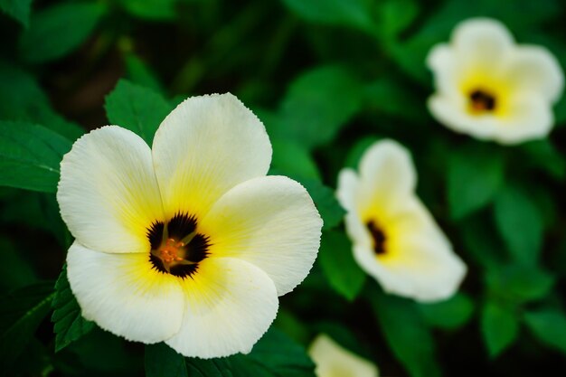 Photo close-up of white flowering plant