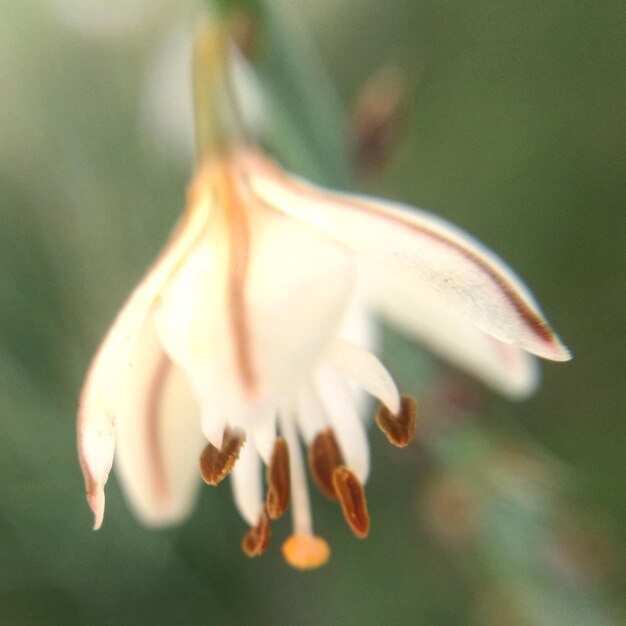 Foto prossimo piano di una pianta a fiori bianchi