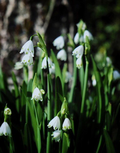 Photo close-up of white flowering plant