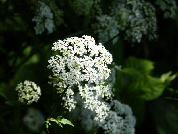 Photo close-up of white flowering plant