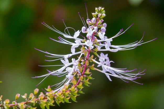 Foto prossimo piano di una pianta a fiore bianca