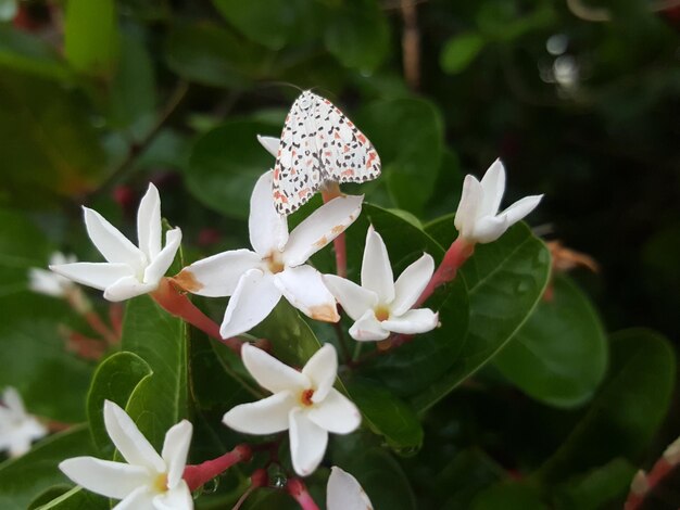 Close-up of white flowering plant