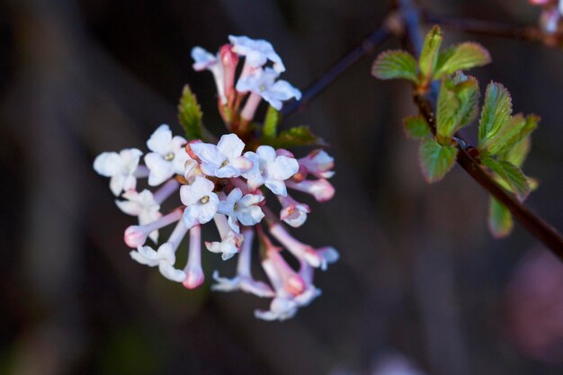 Foto prossimo piano di una pianta a fiori bianchi