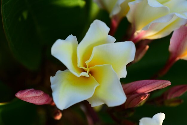 Photo close-up of white flowering plant