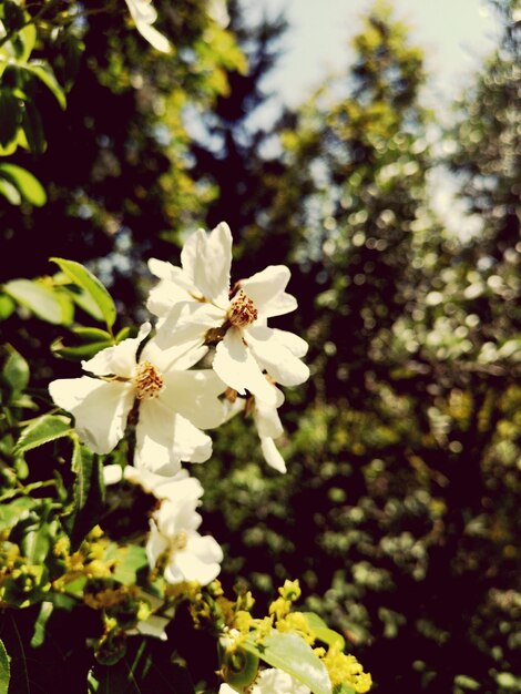 Foto prossimo piano di una pianta a fiori bianchi