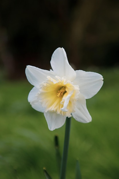 Foto prossimo piano di una pianta a fiori bianchi