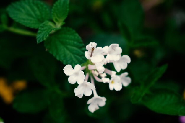 Photo close-up of white flowering plant