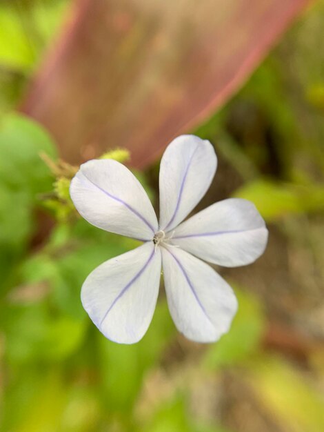 Foto prossimo piano di una pianta a fiori bianchi