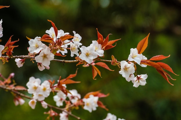 Photo close-up of white flowering plant