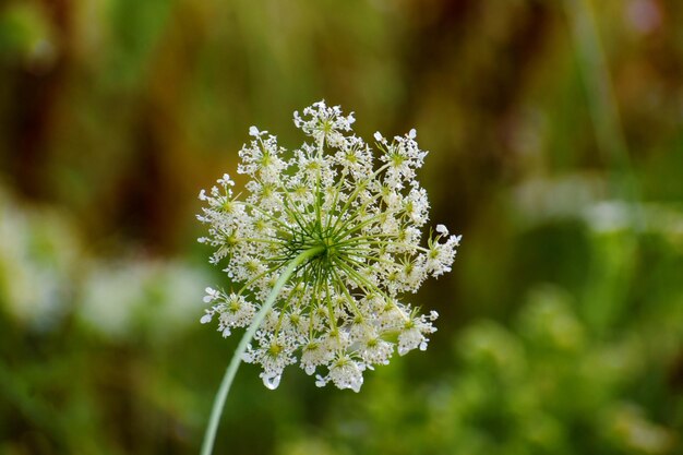 Foto prossimo piano di una pianta a fiori bianchi