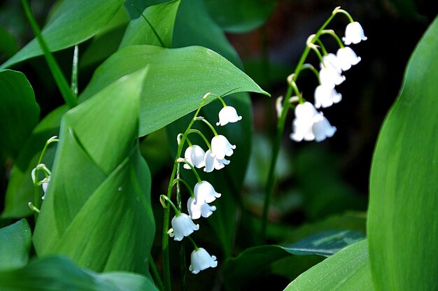 Foto prossimo piano di una pianta a fiore bianca