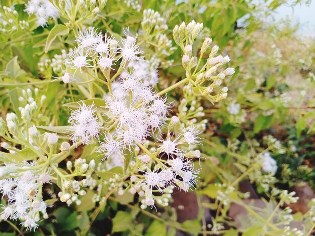 Close-up of white flowering plant