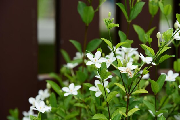 Close-up of white flowering plant