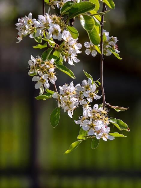 Foto prossimo piano di una pianta a fiori bianchi