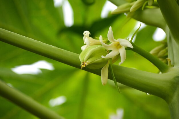 Close-up of white flowering plant