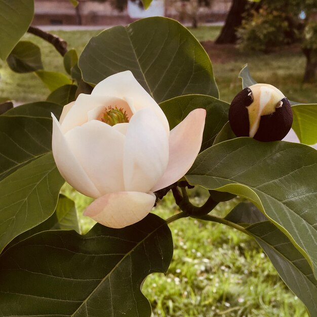 Close-up of white flowering plant