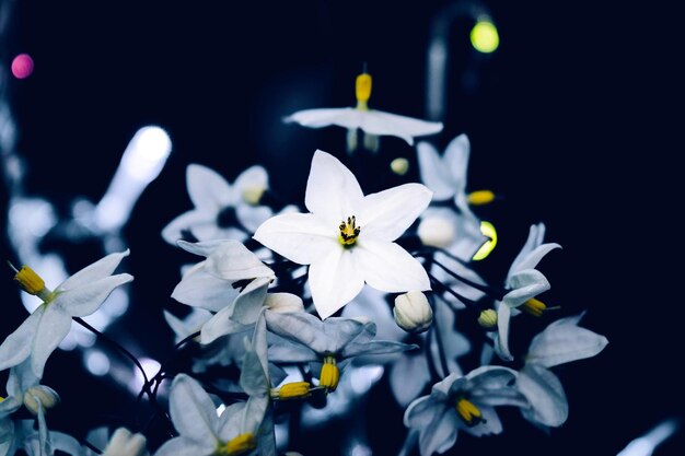 Photo close-up of white flowering plant