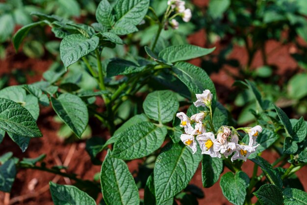 Close-up of white flowering plant