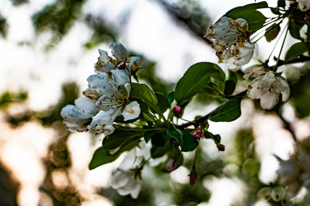 Photo close-up of white flowering plant