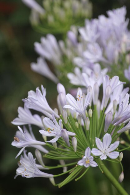 Photo close-up of white flowering plant