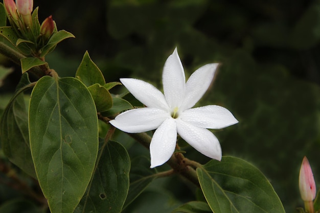 Foto prossimo piano di una pianta a fiori bianchi