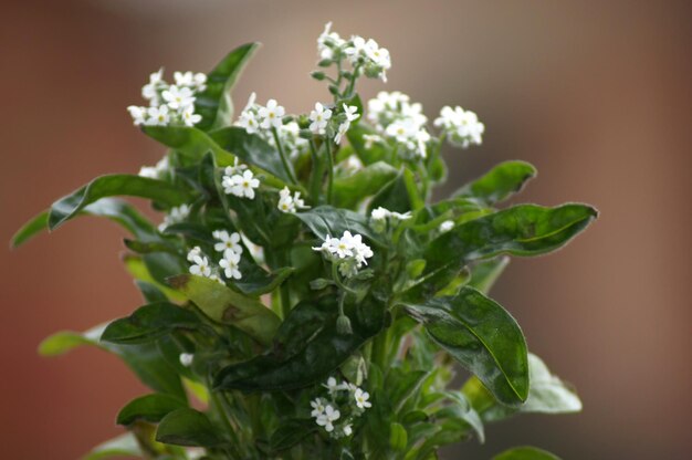 Foto prossimo piano di una pianta a fiori bianchi