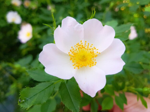 Close-up of white flowering plant