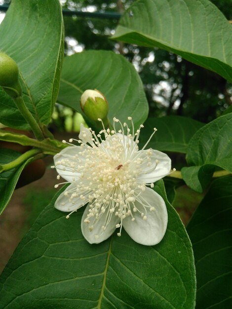 Close-up of white flowering plant