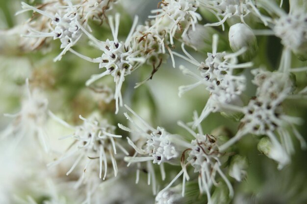 白い花の植物のクローズアップ