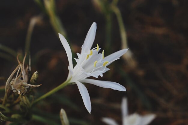 Photo close-up of white flowering plant