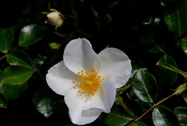 Foto prossimo piano di una pianta a fiori bianchi