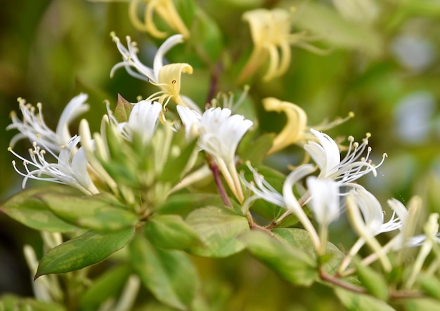 Photo close-up of white flowering plant