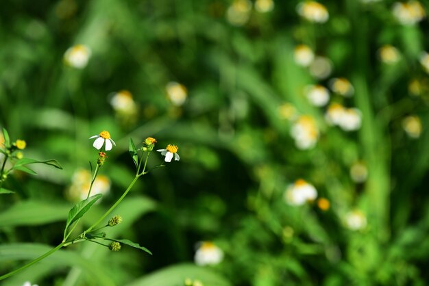 白い花の植物のクローズアップ