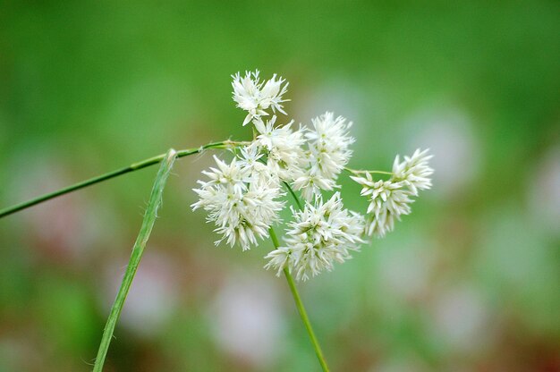 Close-up of white flowering plant