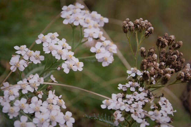 Foto prossimo piano di una pianta a fiori bianchi