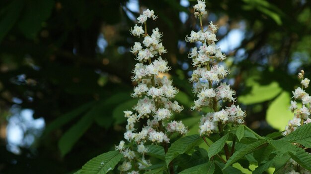 Foto prossimo piano di una pianta a fiori bianchi