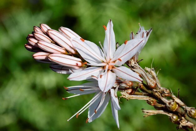 Foto prossimo piano di una pianta a fiori bianchi