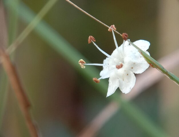 Close-up of white flowering plant