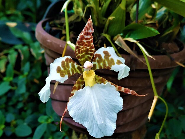 Foto prossimo piano di una pianta a fiori bianchi