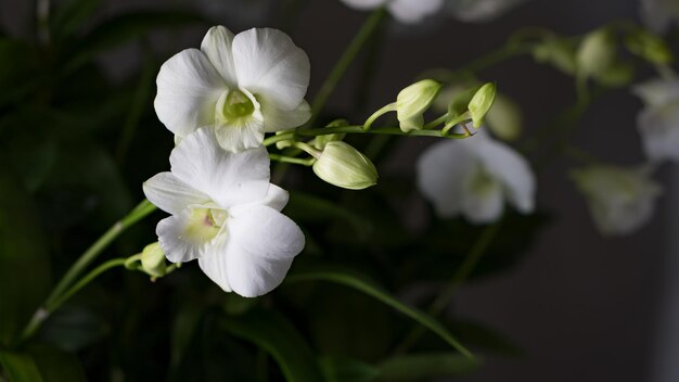 Close-up of white flowering plant