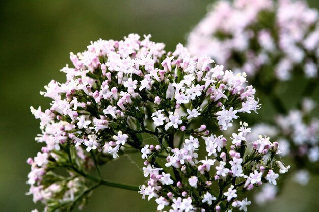 Foto prossimo piano di una pianta a fiori bianchi